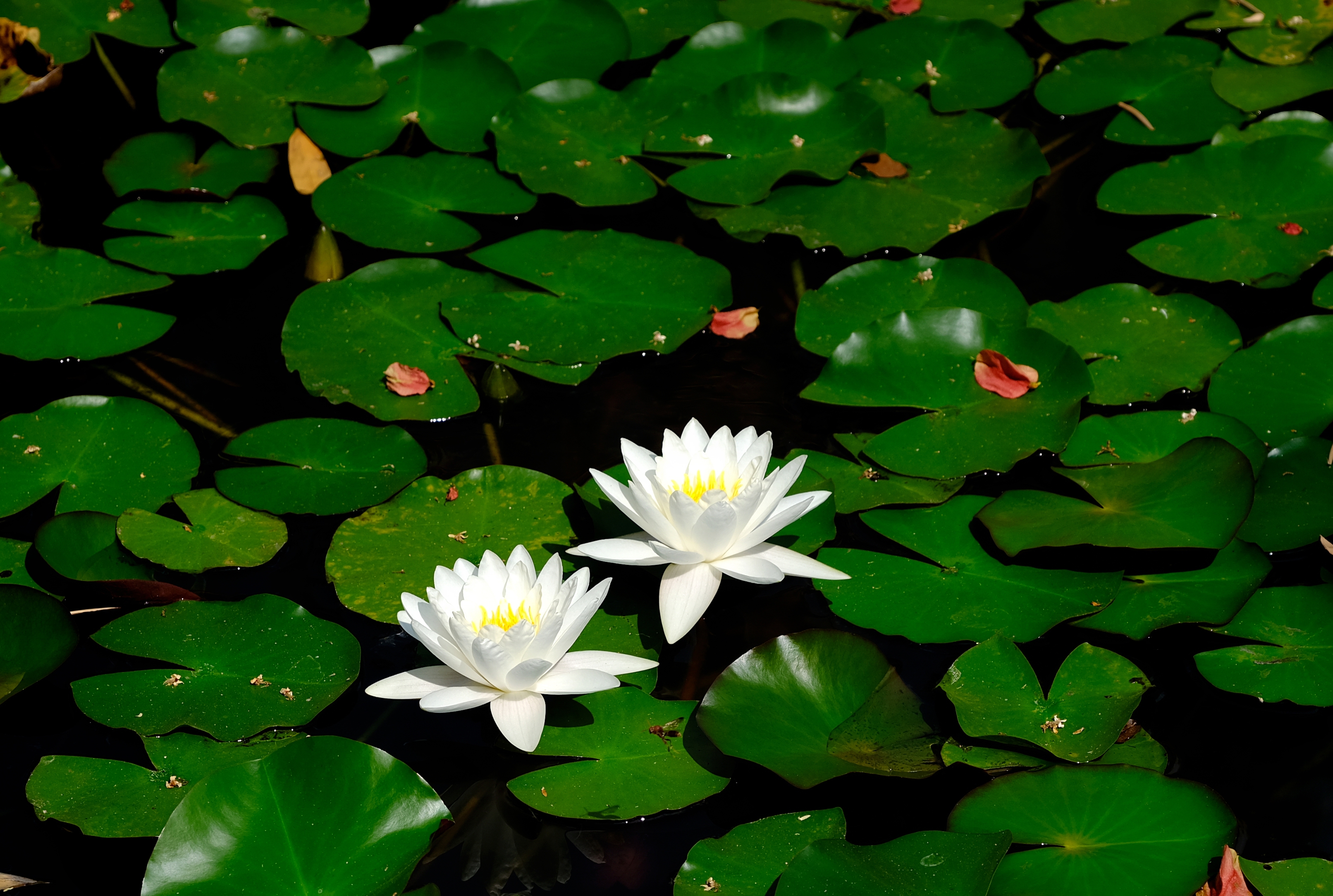 《廉洁》摄影:郭芮羽