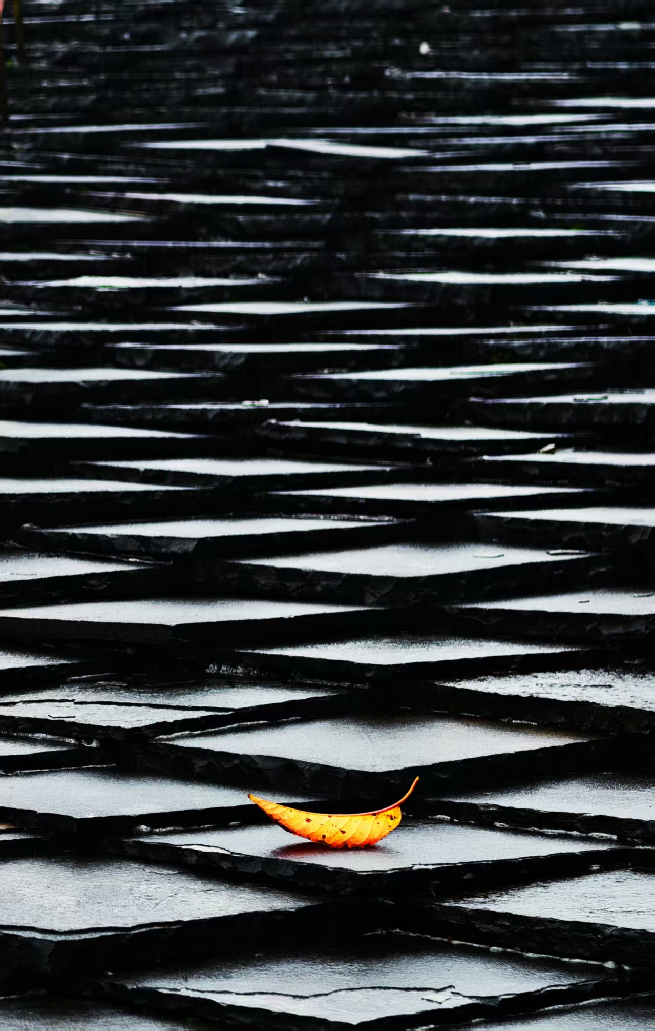 《一叶鉴心》摄影:刘昌敏