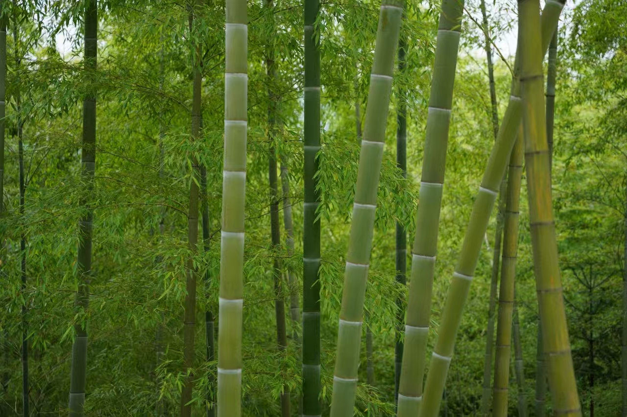 《竹韵清风》摄影:黄伦